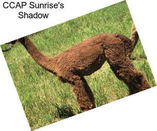 CCAP Sunrise\'s Shadow