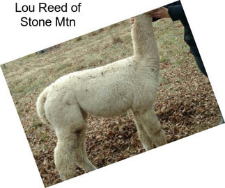 Lou Reed of Stone Mtn