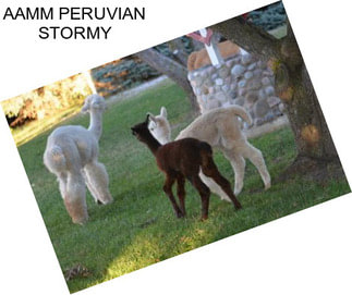 AAMM PERUVIAN STORMY