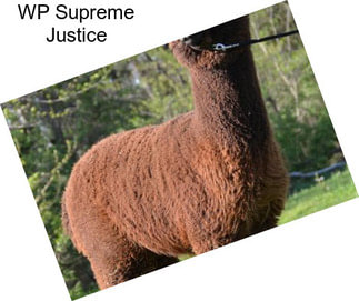 WP Supreme Justice