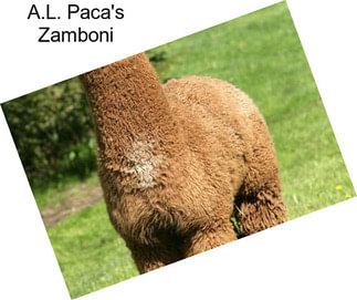 A.L. Paca\'s Zamboni