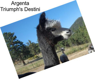 Argenta Triumph\'s Destini
