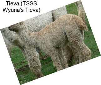 Tieva (TSSS Wyuna\'s Tieva)