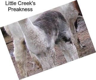 Little Creek\'s Preakness