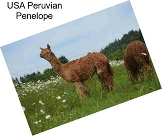USA Peruvian Penelope