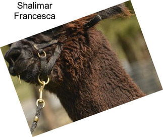 Shalimar Francesca