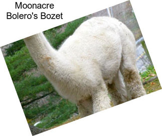 Moonacre Bolero\'s Bozet