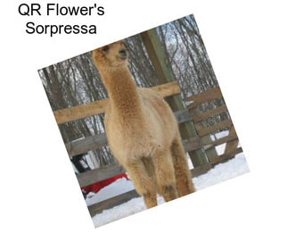 QR Flower\'s Sorpressa