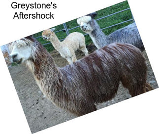 Greystone\'s Aftershock