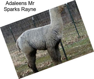 Adaleens Mr Sparks Rayne