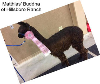 Matthias\' Buddha of Hillsboro Ranch