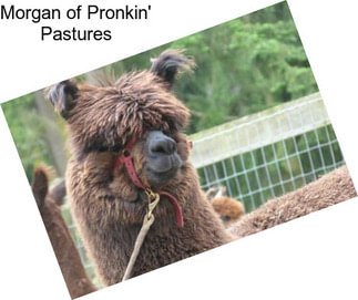 Morgan of Pronkin\' Pastures