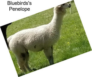 Bluebirds\'s Penelope