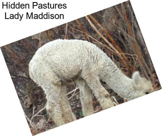 Hidden Pastures Lady Maddison