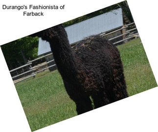 Durango\'s Fashionista of Farback