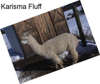 Karisma Fluff