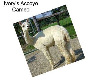 Ivory\'s Accoyo Cameo