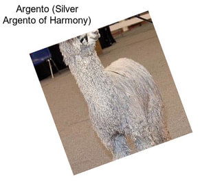 Argento (Silver Argento of Harmony)