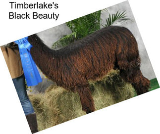 Timberlake\'s Black Beauty