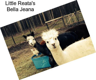 Little Reata\'s Bella Jeana