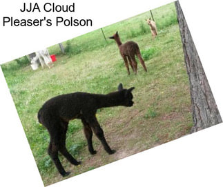 JJA Cloud Pleaser\'s Polson