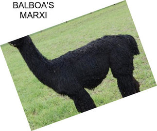 BALBOA\'S MARXI