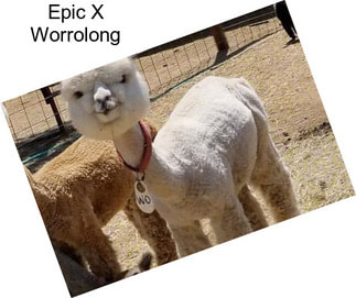 Epic X Worrolong