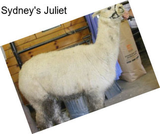 Sydney\'s Juliet