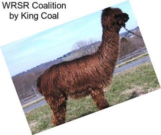 WRSR Coalition by King Coal