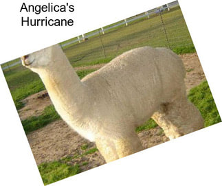 Angelica\'s Hurricane