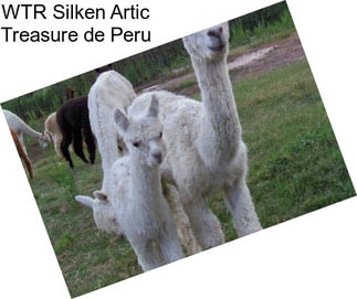 WTR Silken Artic Treasure de Peru