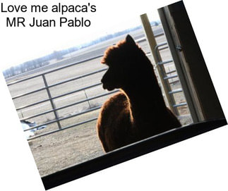 Love me alpaca\'s MR Juan Pablo