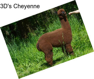 3D\'s Cheyenne