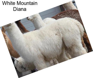 White Mountain Diana
