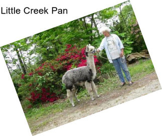 Little Creek Pan