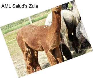 AML Salud\'s Zula