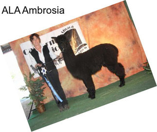 ALA Ambrosia