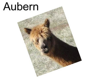 Aubern