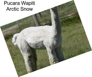 Pucara Wapiti Arctic Snow