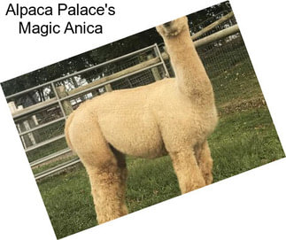 Alpaca Palace\'s Magic Anica