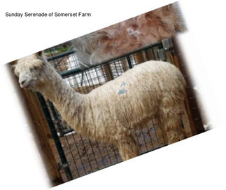 Sunday Serenade of Somerset Farm