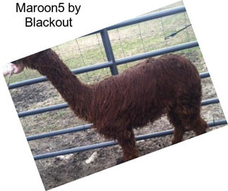 Maroon5 by Blackout