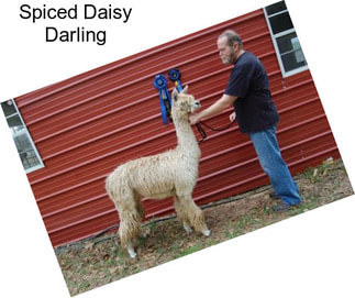 Spiced Daisy Darling