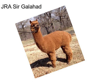 JRA Sir Galahad