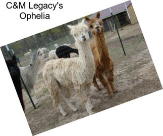 C&M Legacy\'s Ophelia