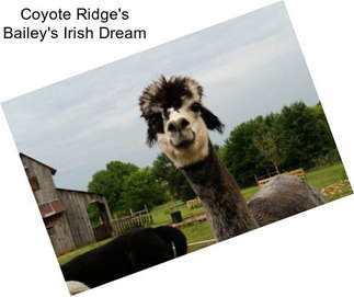 Coyote Ridge\'s Bailey\'s Irish Dream
