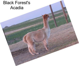 Black Forest\'s Acadia