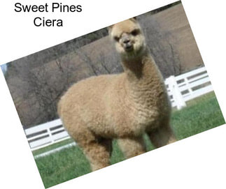 Sweet Pines Ciera