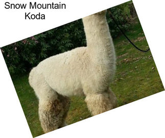 Snow Mountain Koda