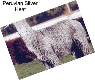 Peruvian Silver Heat